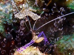 Pederson's cleaner shrimp in a corkscrew anenome, The Sou... by Martin Spragg 